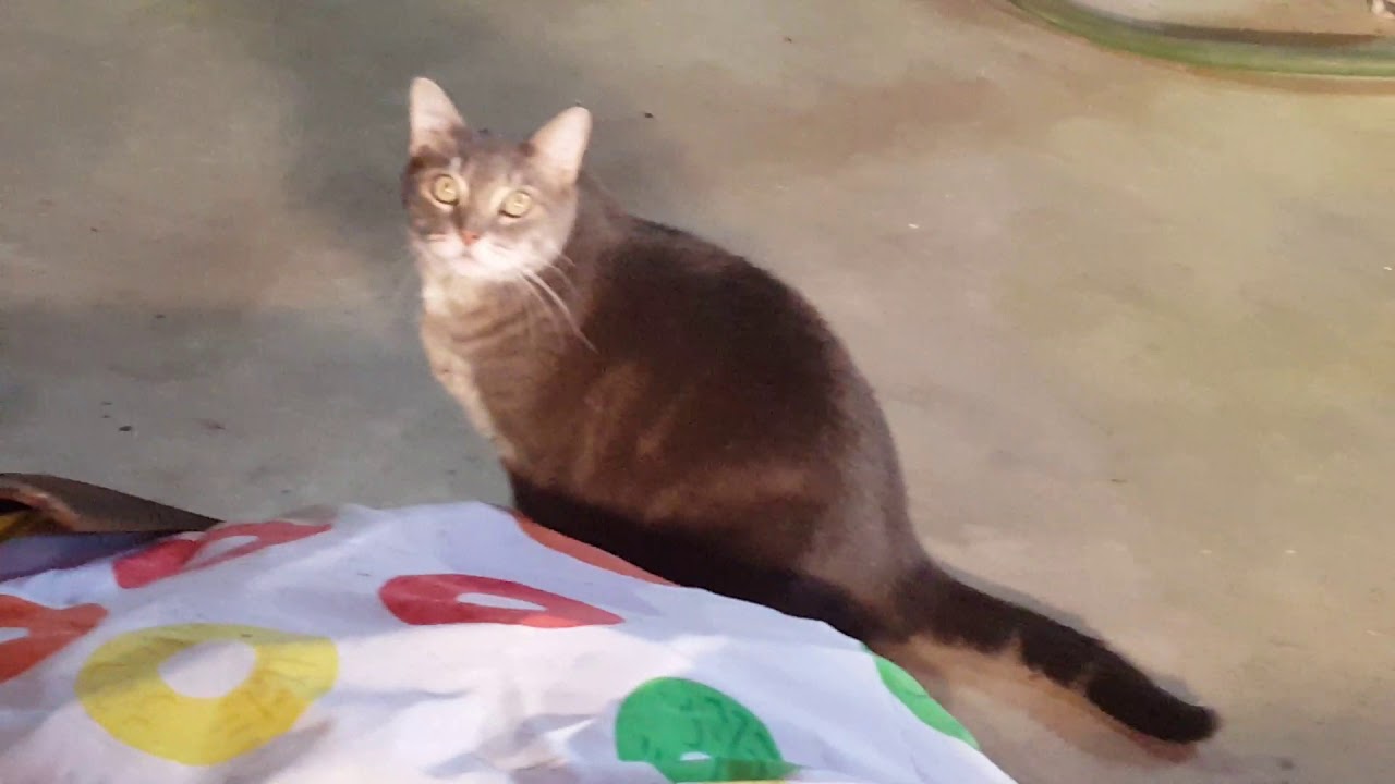 Grower Deacon Dave first harvest 4 autoflowers