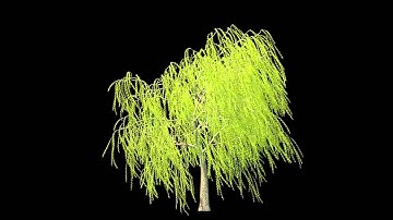 Forester for Cinema 4D Weeping Willow wind animation HD