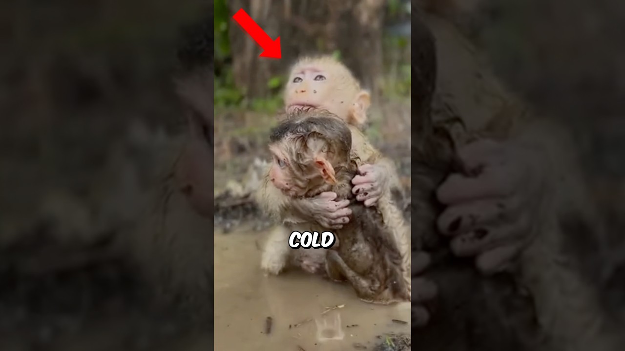 She SAVED these TINY MONKEY babies!!😱 