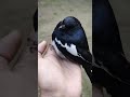 I found a bird (oriental magpie-robin)
