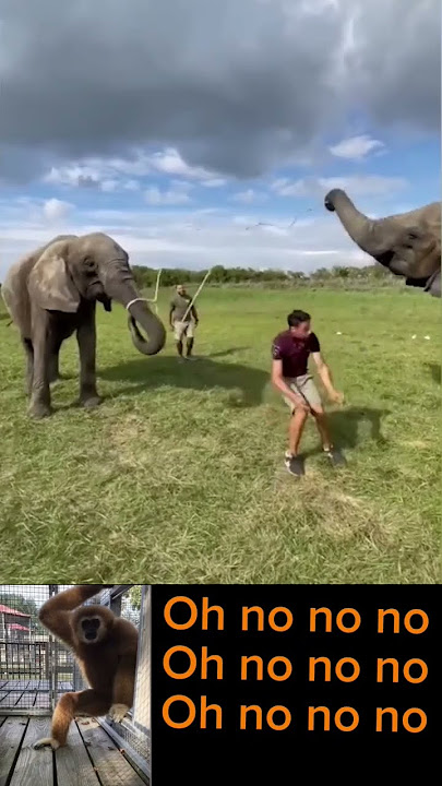 Tembo wanacheza na Watu kwa kutumia Kamba.#foryou #animals #viral #triending