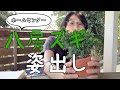 八房スギの姿出し【キミのミニ盆栽びより】Making sugi material into "bonsai"/Convertir material sugi en "bonsái"