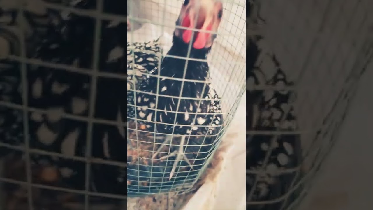 Silver sebright chicks care in Warm 🥵 Summer | 4July