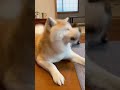 【スカンク？】秋田イッヌ「なんか臭いんだよなぁ…？」ネッコ「ほらよ原因ﾌﾞﾘｨ」　#shorts
