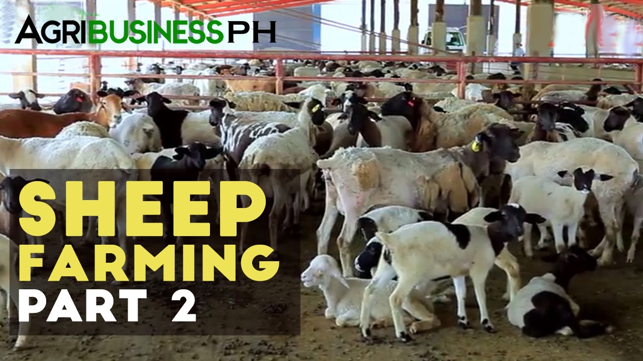 Sheep Breeding Sheep Farming Part 2 Agribusiness YouTube Sheep Breeding Sheep Farming Part 2 Agribusiness YouTube