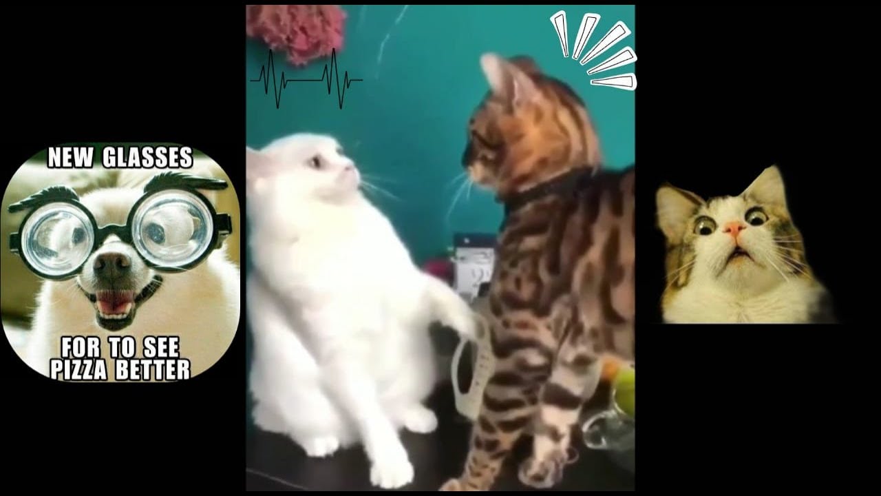 animals will make your day laugh | viral videos of funny animals - YouTube