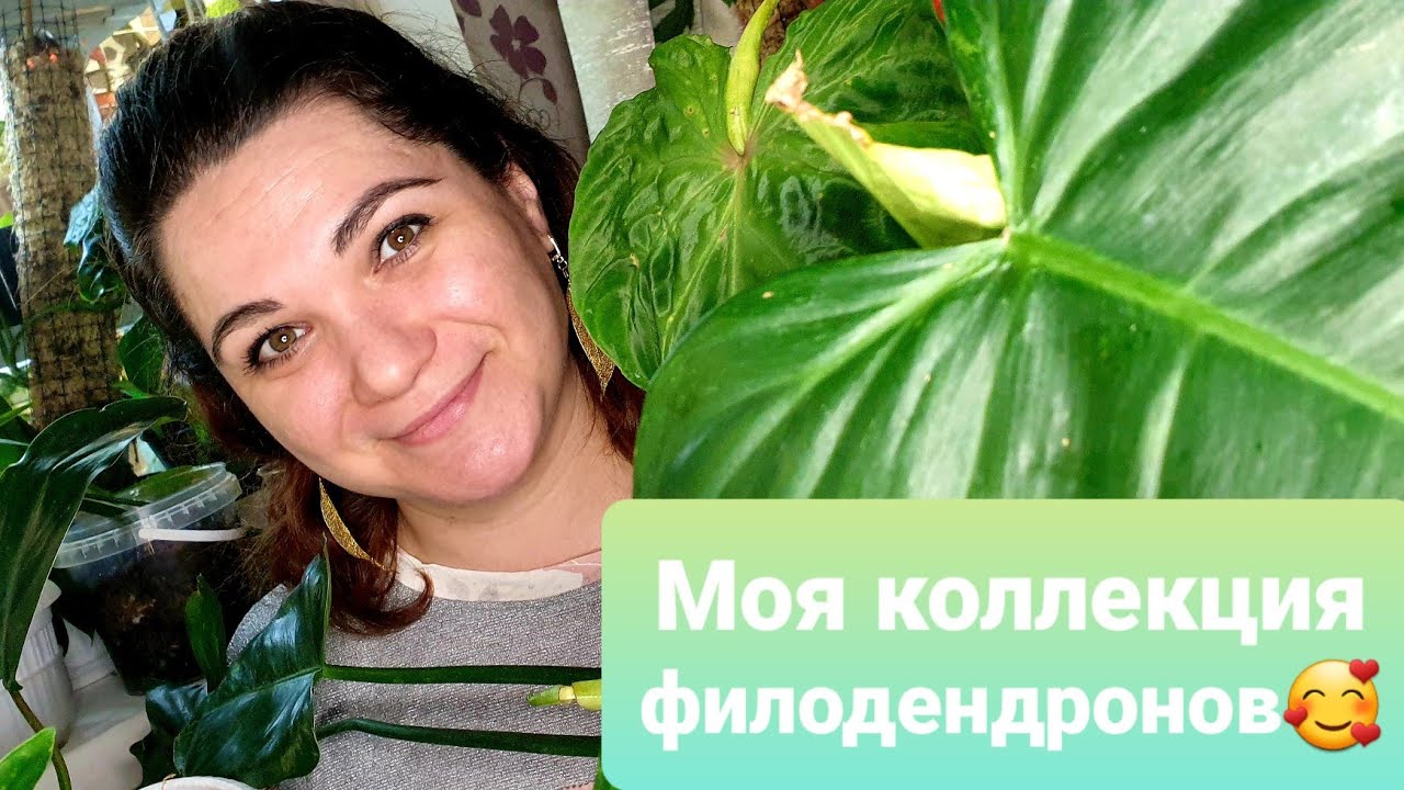 Моя коллекция филодендронов