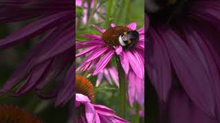 Shorts: Bumble Bee in Action