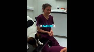The Vet Fooled Him 😳🐶 #shorts #dog #vet #viral