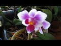 орхидеи 14042018 "Блек Трезор" и другие