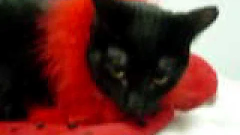 Video 804261: black oriental shorthair, black kitty