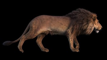 Andriy Bilichenko Houdini grooming demo 2020