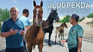 БОГОЗ БИЯЛАР УЛУГБЕКДА. BIYALAR SOTILADI..(Mus Tv)(OT)