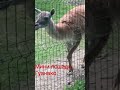 Мини лошади гуанако