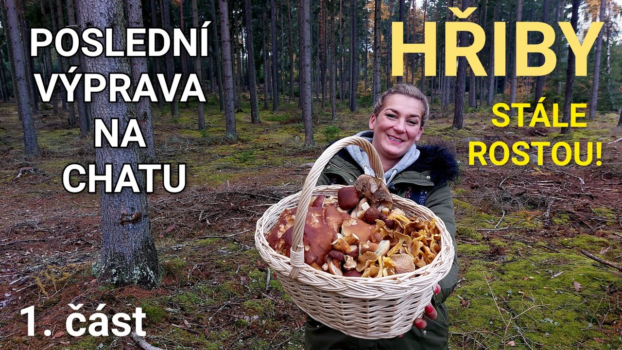 Poslední výprava na chatu. Plný koš hřibů. Neuvěřitelné! Houbaření 7. + 8. 11.2025 Plzeňský kraj 