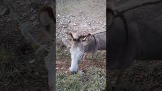 CABAÑAS DEL LAGO MASCOTA JALISCO MEXICO PUEBLO MAGICO ?