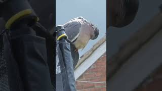 having a wash #pigeon #woodpigeon #shortsvideo #short #birds