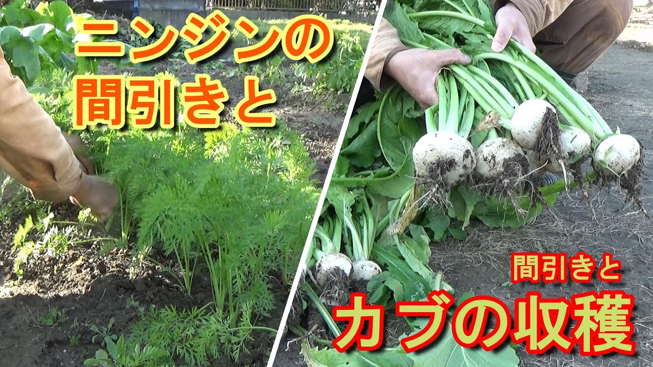 家庭菜園 秋の収穫に向けて野菜を育てる ニンジンの間引きとカブの収穫 二回目の間引き Youtube