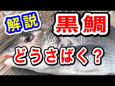 黒鯛さばき方【チヌさばき方】黒鯛捌きから刺身、寿司まで