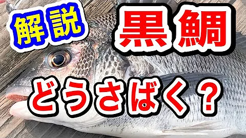 クロダイ Mp3