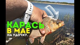 Как ловить карася в мае? Как ловить карася в мае?