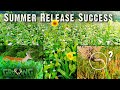Summer Release Food Plot Blend Success (643)
