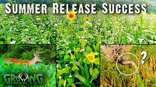 Summer Release Food Plot Blend Success 643