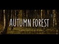 Canon Eos M Magic Lantern Raw 2.8k 1:1 10 bit | Autumn Forest | Mir-11m