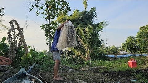 Giăng lưới cá lòng tong mùa nước nổi