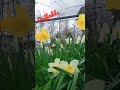 Daffodils #ofw #shorts