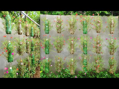 Video: Maravilloso Jardin