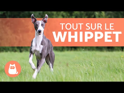 Vidéo: Les whippets peuvent-ils être laissés sans laisse ?