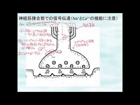 神経筋接合部での興奮伝達