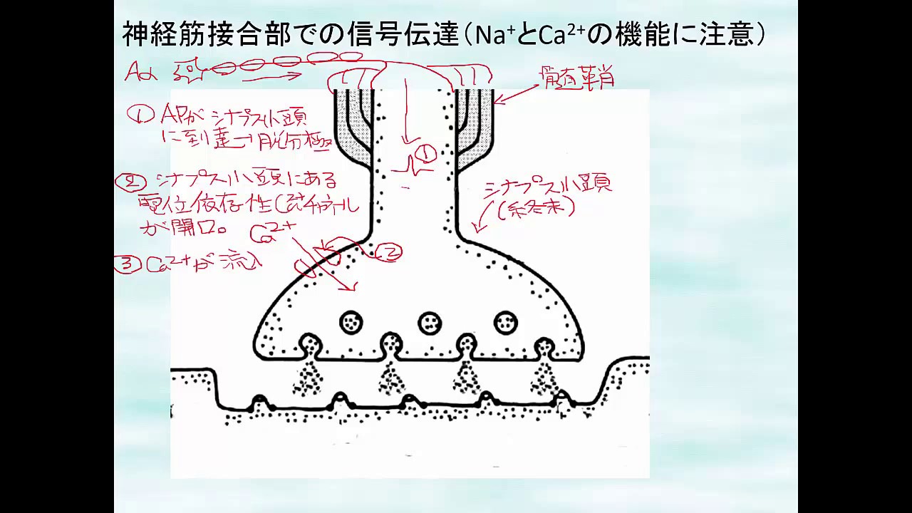 神経筋接合部での興奮伝達 Youtube