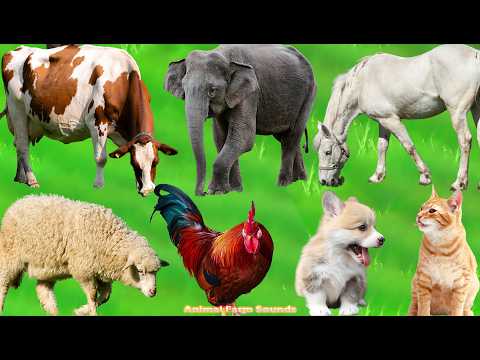 Farm Animal Habitats: Goats, Chickens, Sheep, Cats, Horses, Cows, Dogs – Animal  Sounds
