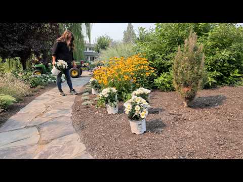 Planting a Small Drift of Daisy May Shasta Daisies! 🌿