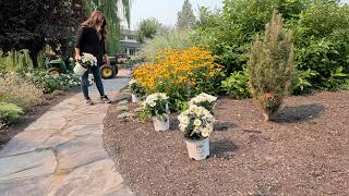 Planting a Small Drift of Daisy May Shasta Daisies! 🌿
