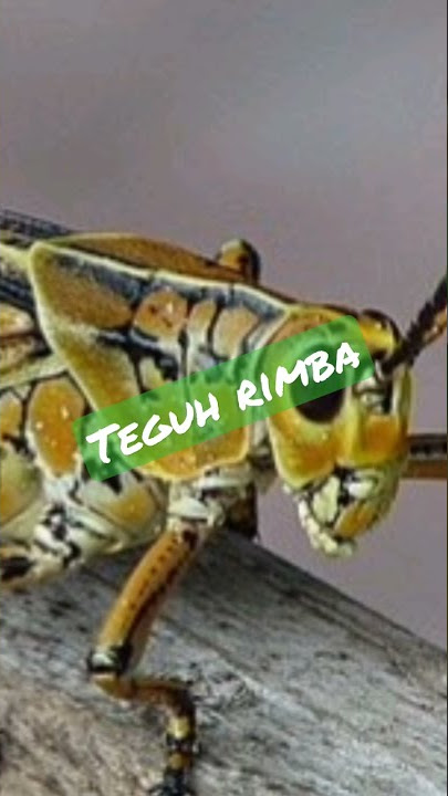 belalang emas