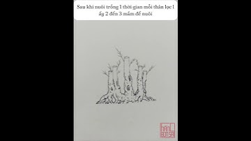 Tạo Hình Cây Bonsai Cụm Rừng Ngũ Phúc  #bonsai #caycanhdep  #bonsaitree