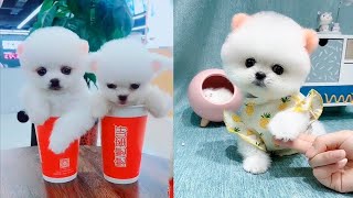 Funny and Cute Dog Pomeranian 😍🐶| Funny Puppy Videos #250 by PiPe Cute 1,244 views 2 years ago 9 minutes, 16 seconds