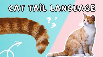 Cat Tail Language - Tail Positions and What They Mean