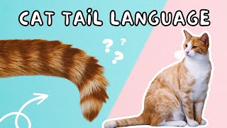 Cat Tail Language  Tail Positions and What They Mean