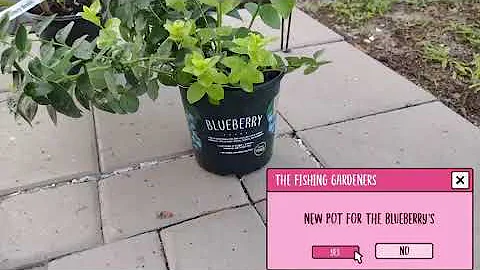 Repotting and Harvesting our backyard groceries ( ...