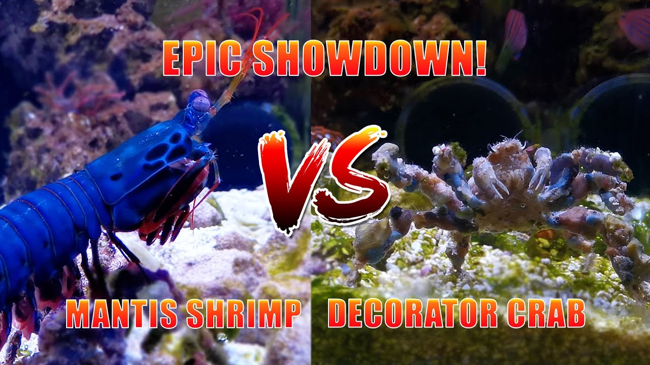 Mantis Shrimp VS Decorator crab - Live Feeding 