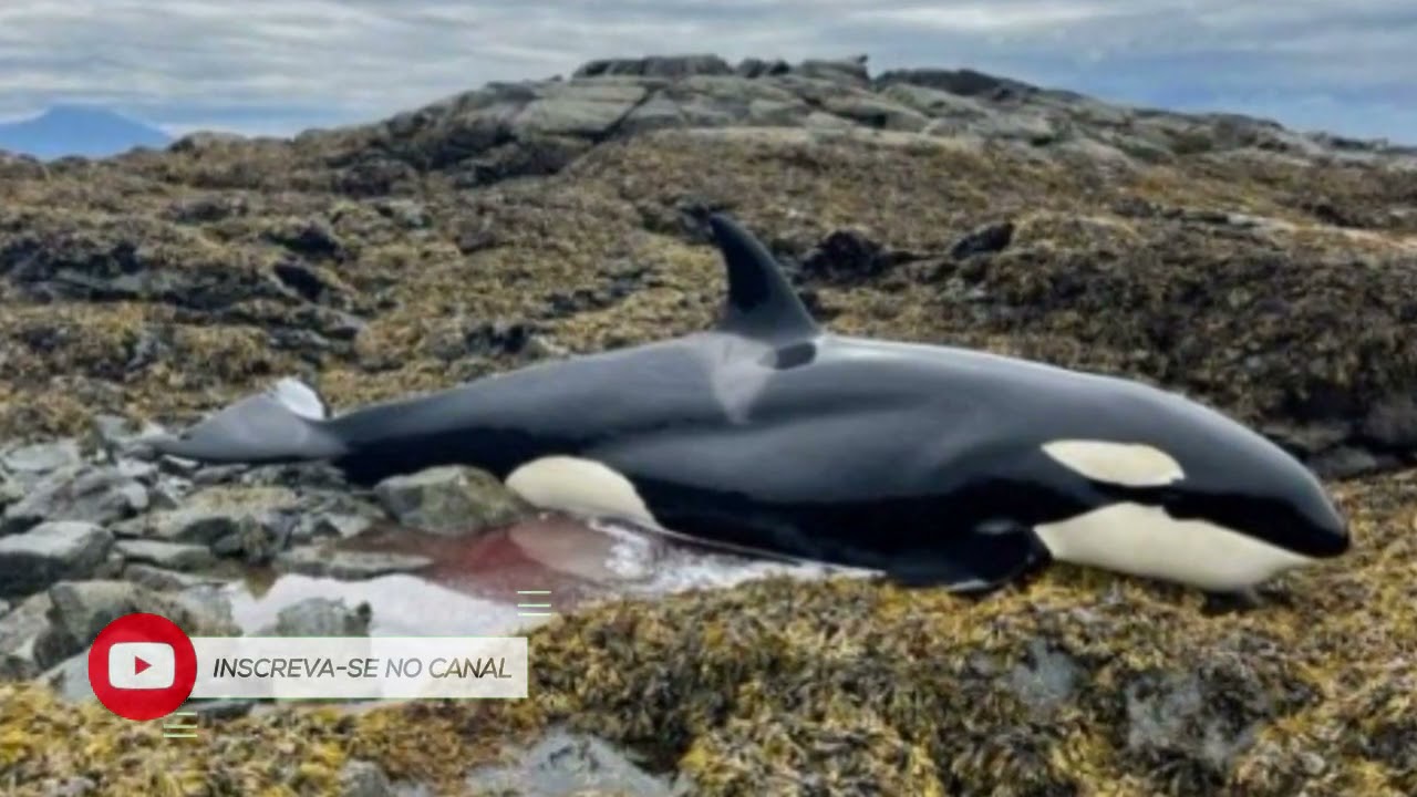 VÍDEO: orca encalhada no Alasca é salva após voluntários jogarem água sobre ela por seis horas