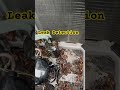 HVAC Leak Detection #shorts #hvac #service