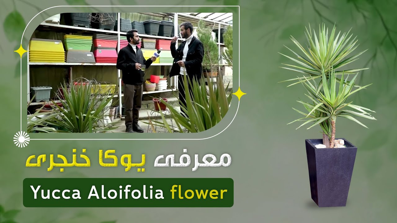 Introduction of Yucca Aloifolia flower by a florist in Parwan 2, Kabul