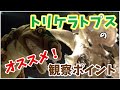 おすすめ観察ポイント：トリケラトプス骨格編【公式_御船町恐竜博物館】