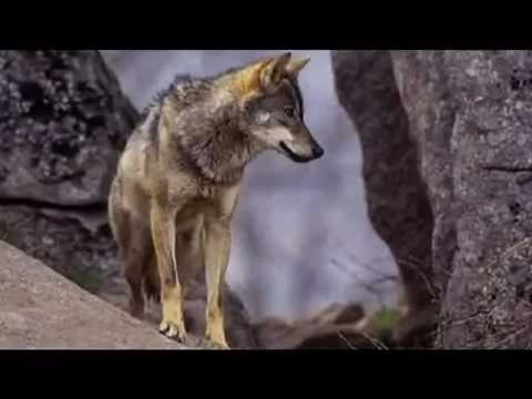 البارحه والجوع مس الذيب للشاعر بدر الصبيحي الخالدي