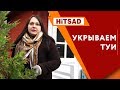 Укрытие туи на зиму 🌲 Зимние укрытия для хвойных растений 🌲 Хитсад ТВ